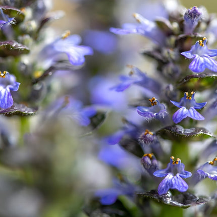 Ajuga pyramidalis 'Metallica Crispa'