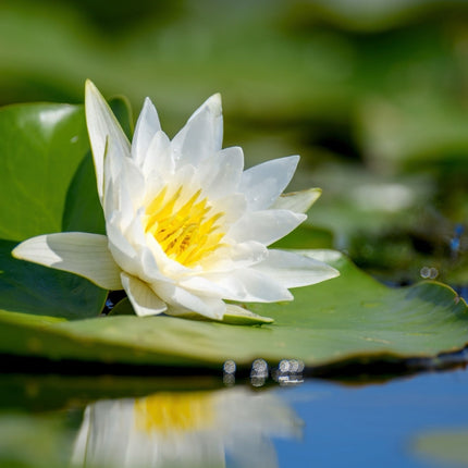 Nymphaea 'Alba'