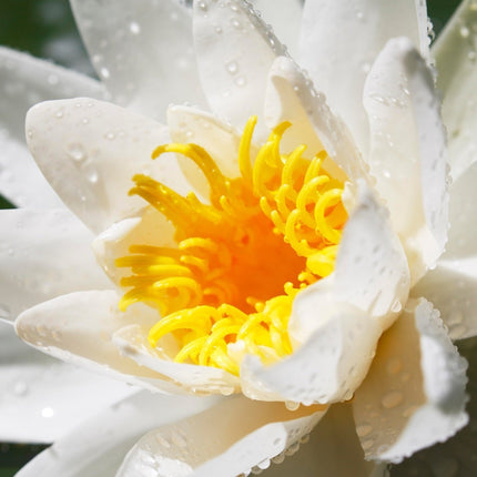 Nymphaea 'Alba'