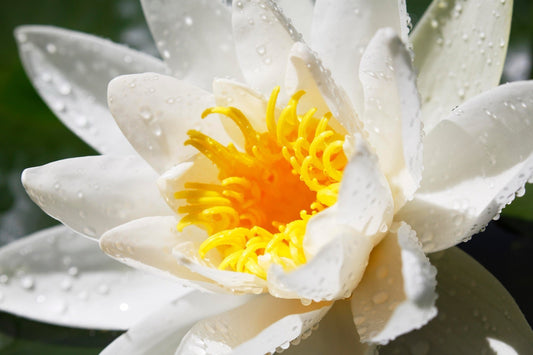 Alba Water Lily - Pond Plants - VLW01