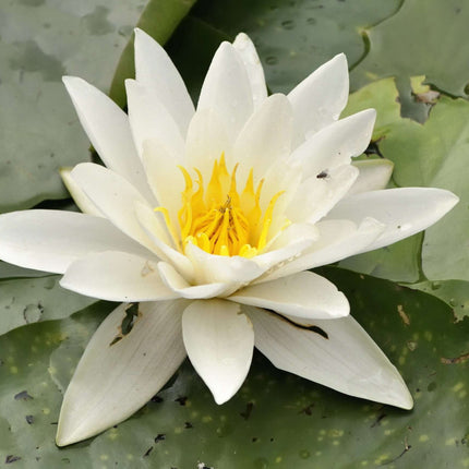 Nymphaea 'Alba'