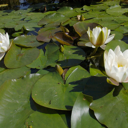 Nymphaea 'Alba'