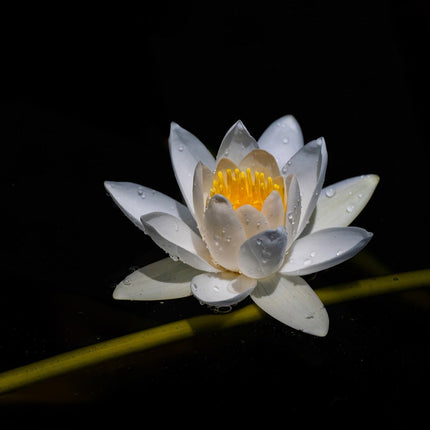 Nymphaea 'Alba'