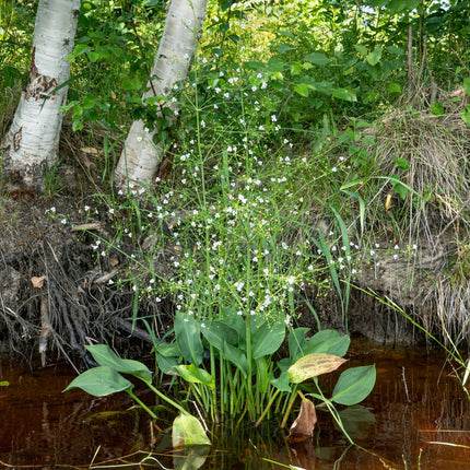 Alisma parviflorum