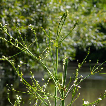 Alisma parviflorum