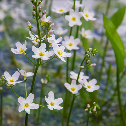 Alisma plantago-aquatica