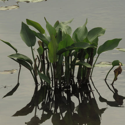 Alisma plantago-aquatica
