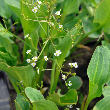 Alisma parviflorum