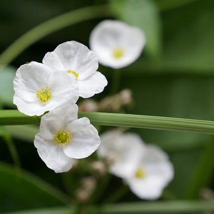 Alisma lancelot