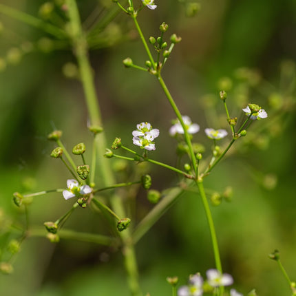 Alisma lancelot