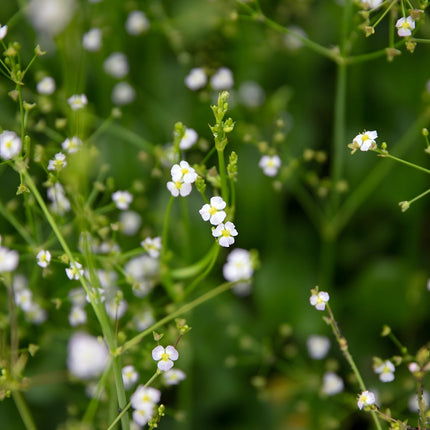 Alisma parviflorum