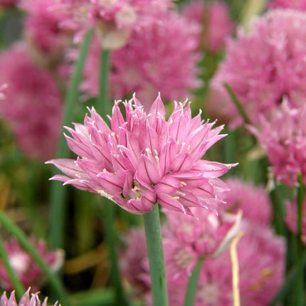 Allium schoenoprasum