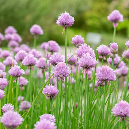 Allium schoenoprasum