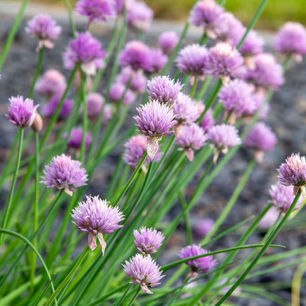 Allium schoenoprasum