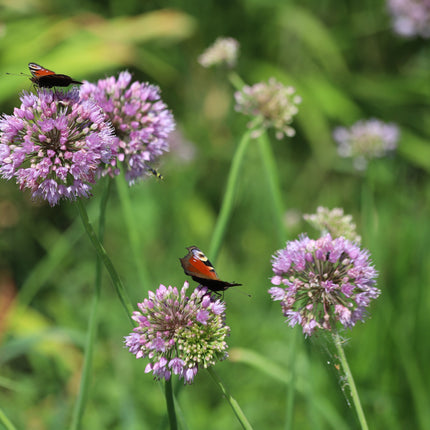 Allium angulosum