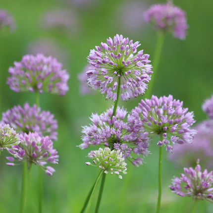 Allium angulosum