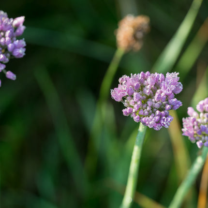 Allium angulosum
