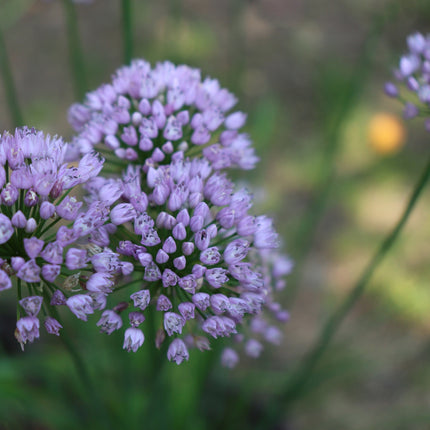 Allium angulosum