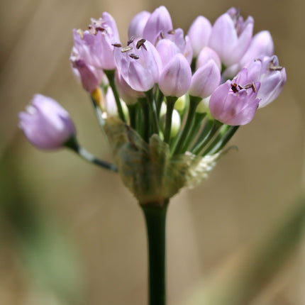 Allium angulosum