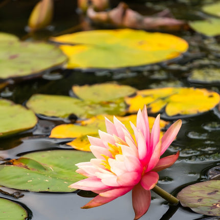 Nymphaea 'Amabilis'