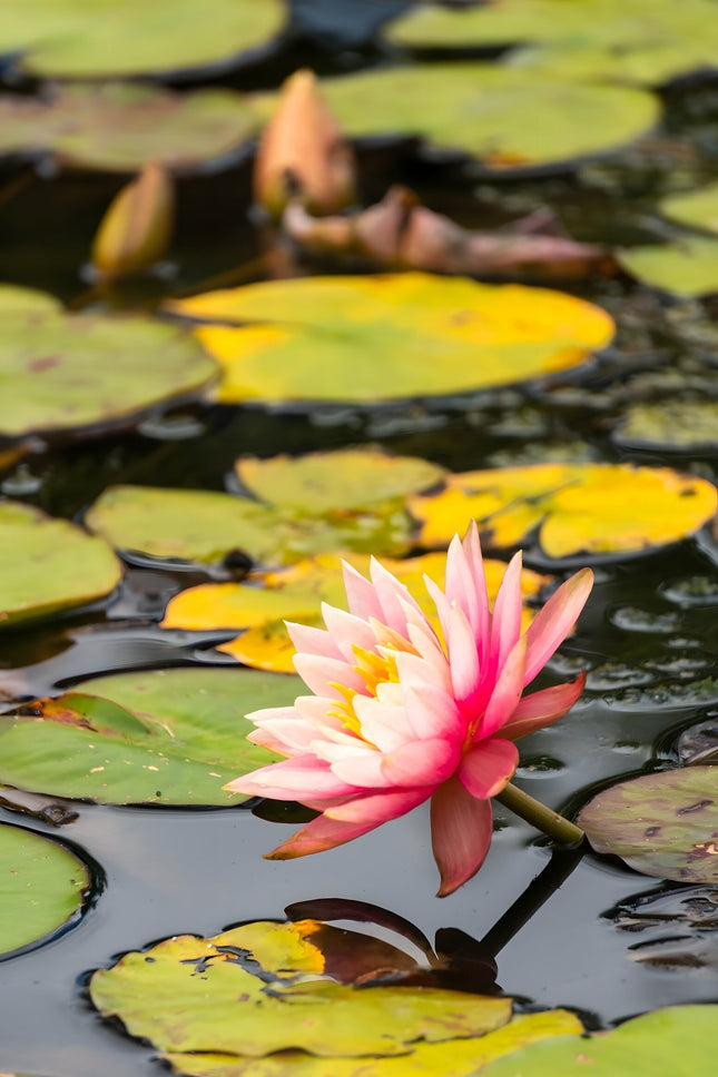 Nymphaea 'Amabilis'