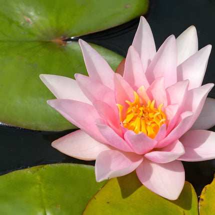 Nymphaea 'Amabilis'