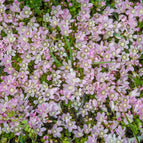 1 / 7cm Bareroot