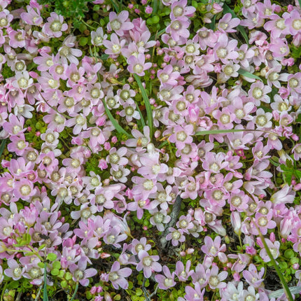 Anagallis tenella