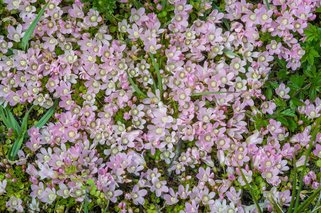Anagallis tenella