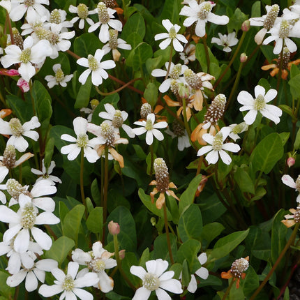 Anemopsis californica