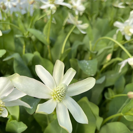 Anemopsis californica