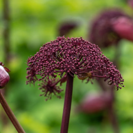 Angelica gigas