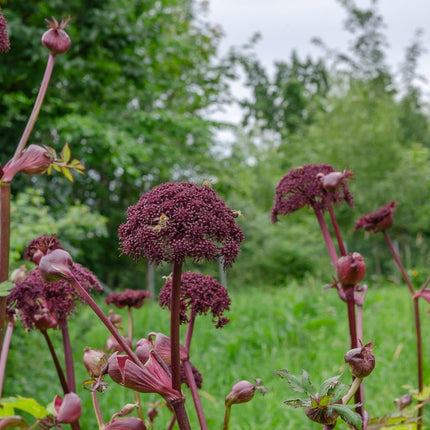 Angelica gigas