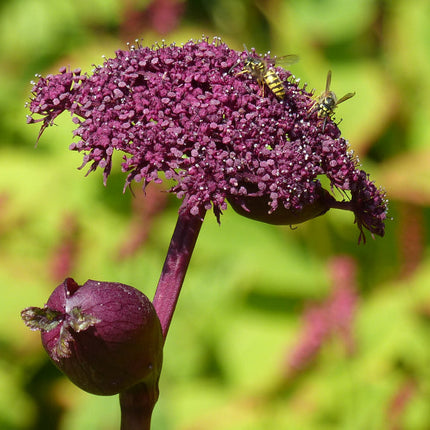 Angelica gigas
