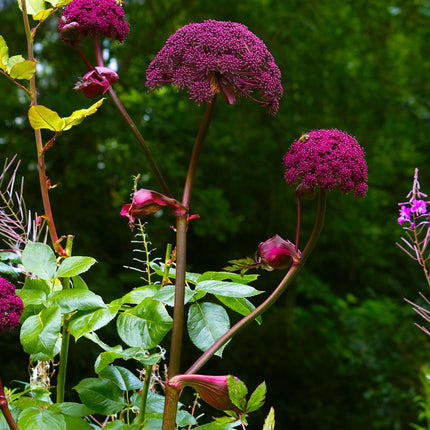 Angelica gigas