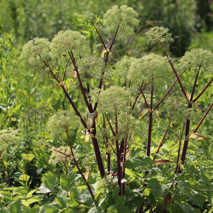 Angelica archangelica