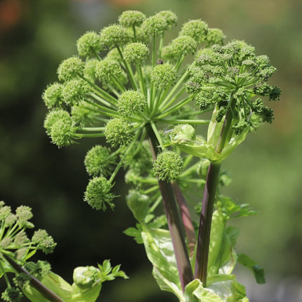 Angelica archangelica