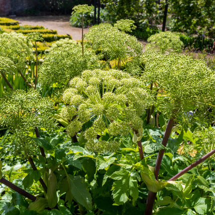 Angelica archangelica