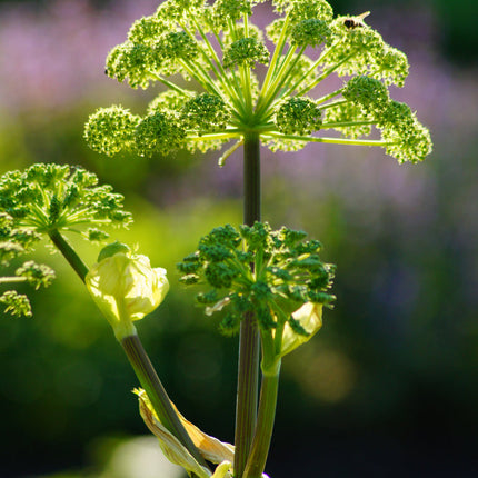 Angelica archangelica