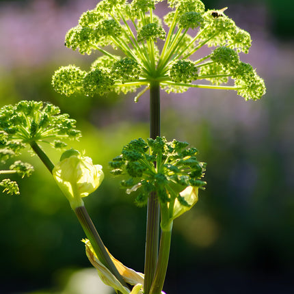 Angelica archangelica