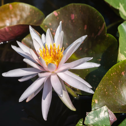Nymphaea 'Arc-en-ciel'