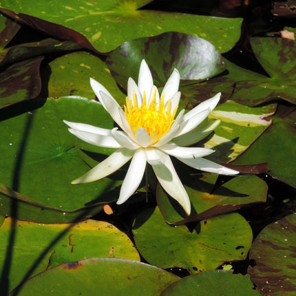 Nymphaea 'Arc-en-ciel'