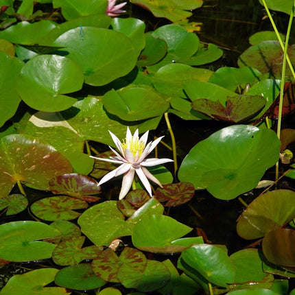 Nymphaea 'Arc-en-ciel'