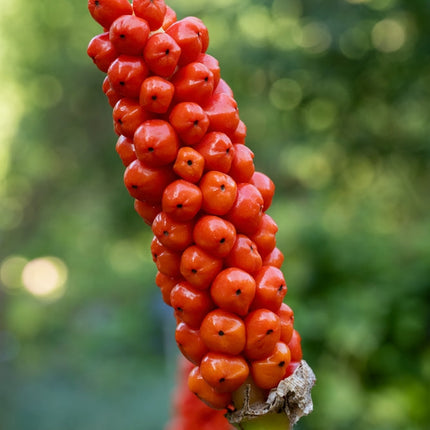 Arum italicum