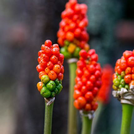 Arum italicum