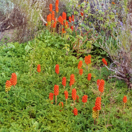 Arum italicum