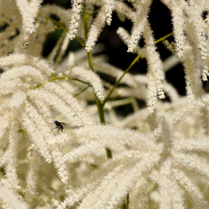 Aruncus dioicus