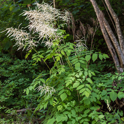Aruncus dioicus