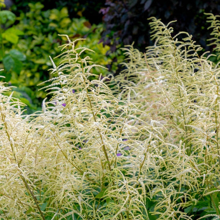 Aruncus dioicus