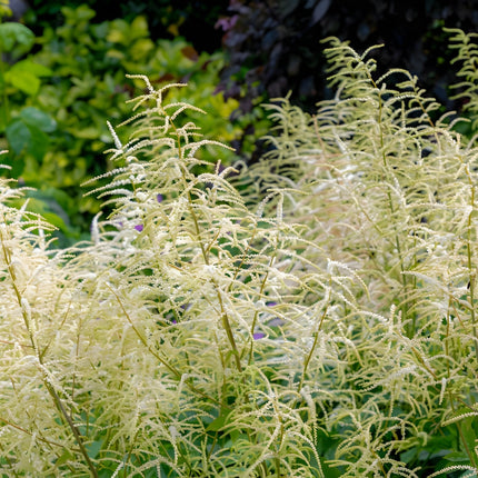 Aruncus dioicus